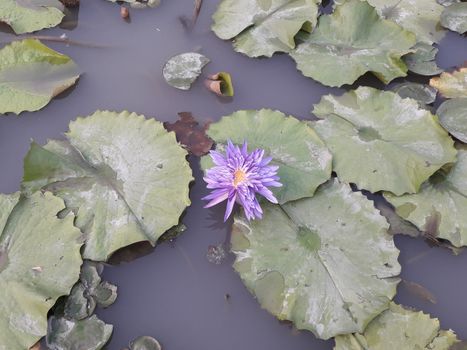 On the weekend Sunset at the lotus pond in Thailand