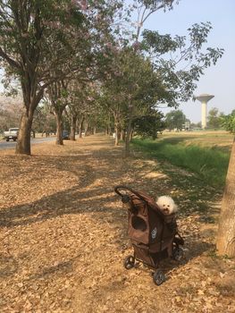 Poodle Toy Dog Sitting in a wheelchair Waiting to take a walk in the park.