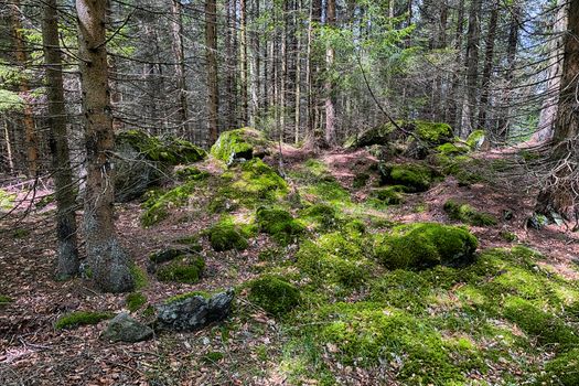 The primeval forest with mossed ground and old branches - HDR
