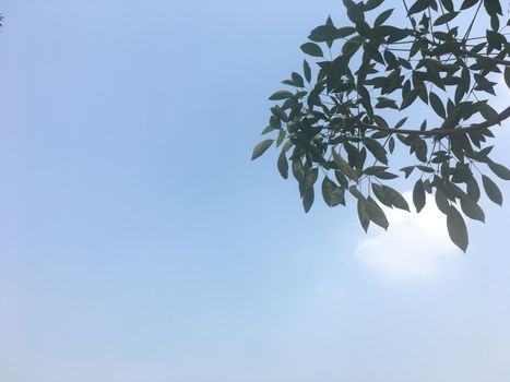 On holidays I lay down under a big tree. With shade of trees I lay down under that tree and saw the beautiful sky and top of the tree.