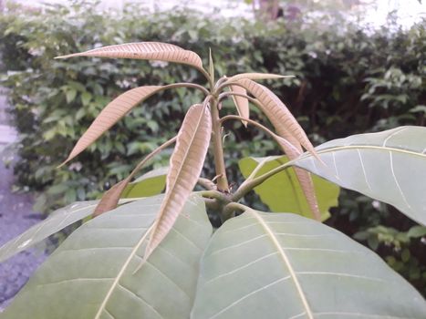 Young shoots of trees growing The leaves are splitting young shoots during the rainy season has passed.