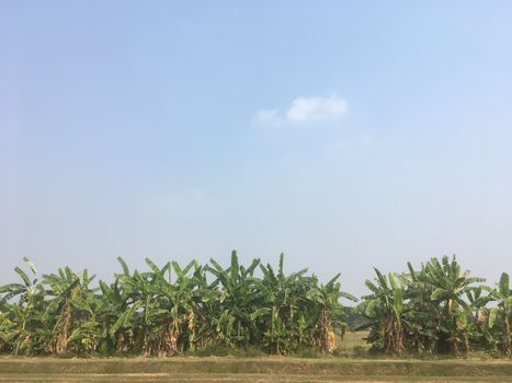 Agricultural garden, agronomy, vegetable garden, orchard and orchard in the evening before sunset.