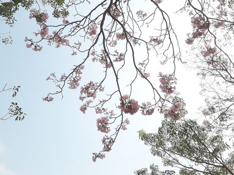 On holidays I lay down under a big tree. With shade of trees I lay down under that tree and saw the beautiful sky and top of the tree.