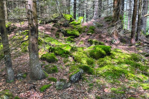 The primeval forest with mossed ground and old branches - HDR
