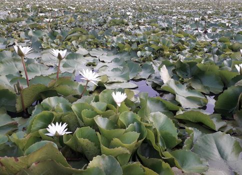 On the weekend Sunset at the lotus pond in Thailand