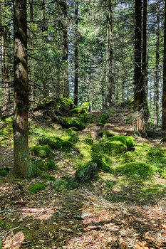 The primeval forest with mossed ground and old branches - HDR
