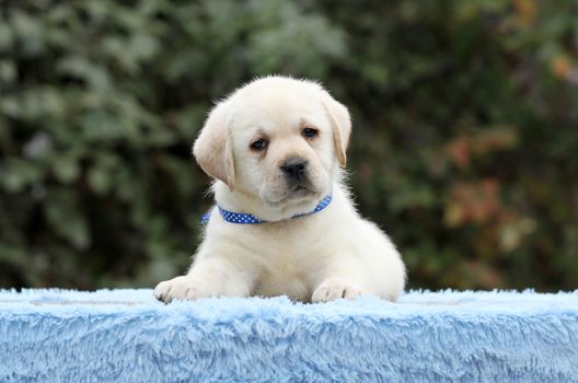 the little labrador puppy on a blue background
