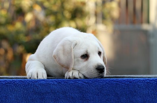 a little labrador puppy on a blue background