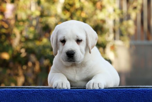 sweet little labrador puppy on a blue background