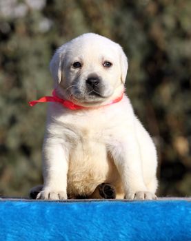 nice sweet little labrador puppy on a blue background