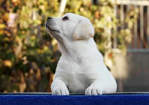 little labrador puppy on a blue background