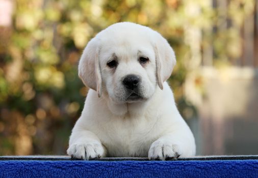 the sweet little labrador puppy on a blue background