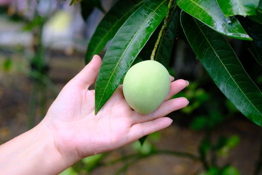 Small green mango fruit on the tree close up. Famale hand holding small sour mango. The concept of fresh fruits.