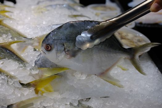 The fresh local fish on the ice and selling at the seafood market. Hand picking up Chilled seafood by metal tong at market.  