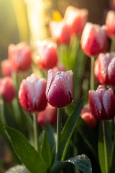 Beautiful bouquet of tulips. colorful tulips. nature background