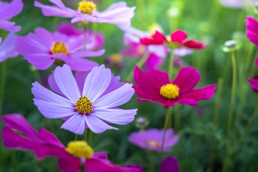  Beautiful Cosmos flowers in garden. Nature background.