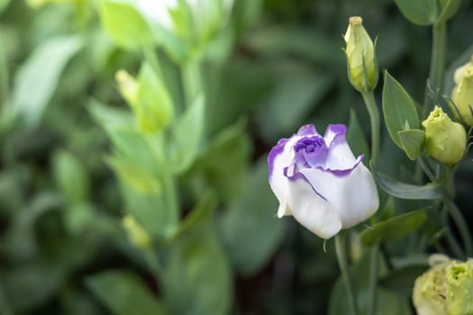 The background image of the colorful flowers, background nature