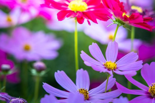  Beautiful Cosmos flowers in garden. Nature background.