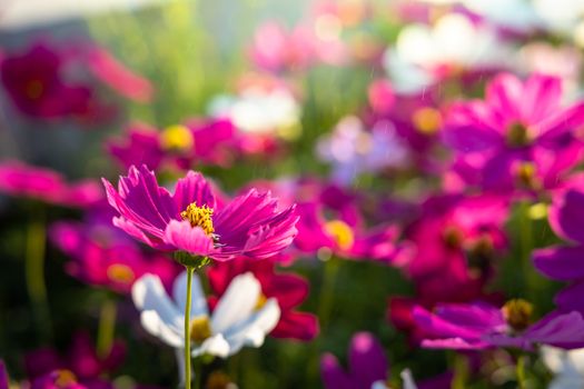  Beautiful Cosmos flowers in garden. Nature background.