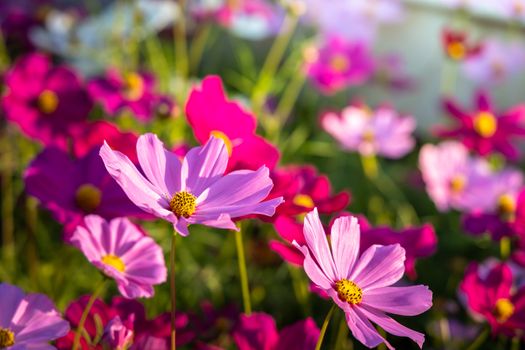  Beautiful Cosmos flowers in garden. Nature background.