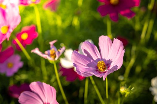  Beautiful Cosmos flowers in garden. Nature background.