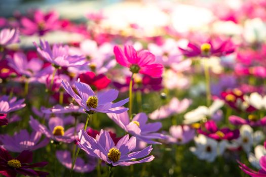  Beautiful Cosmos flowers in garden. Nature background.