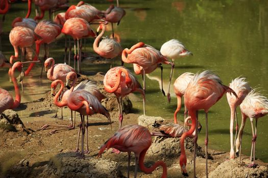 Flock of flamingos in water