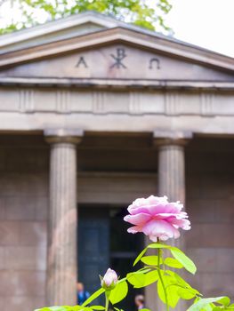 Rose close-up in front of the Mausoleum in the castle garden Charlottenburg. Berlin, Germany.