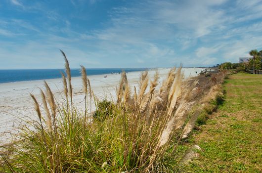 An almost empty beach with sea oats in foreground