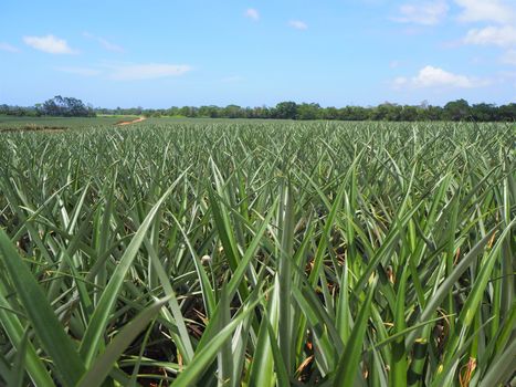 Field full of pineapples growing on the farm in the tropics of central america - honduras the caribbean