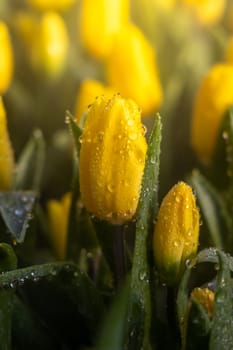 Beautiful bouquet of tulips. colorful tulips. nature background