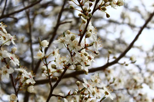 The picture shows white blossoms in the spring