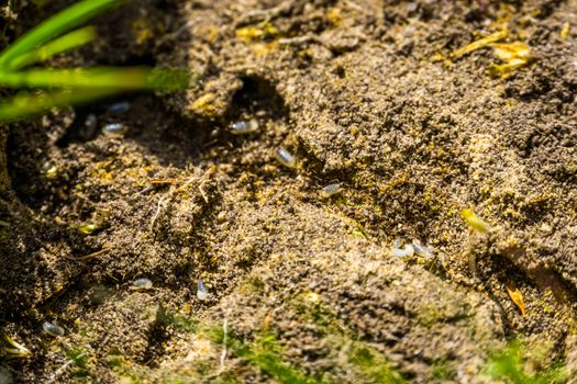 black garden ant nest, ants with larvas, invasive insect specie from Europe