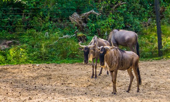 eastern white bearded wildebeest couple together, tropical antelope specie from Africa