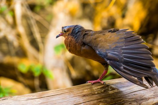 socorro dove spreading its wings, Pigeon that is extinct in the wild, Tropical bird specie that lived on socorro island, Mexico