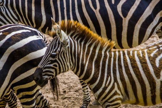 grant's zebra with its face in closeup, tropical wild horse specie from Africa