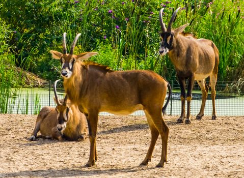 closeup of a roan antelope herd, tropical animal specie from the savanna of Africa