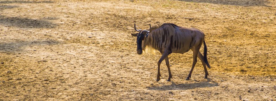 single eastern white bearded wildebeest walking through the sand, tropical antelope specie from Africa