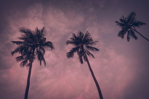 Vintage toned Silhouette of palm trees at tropical coast over sky Tropical beach background. Instagram look. vacation travel concept.