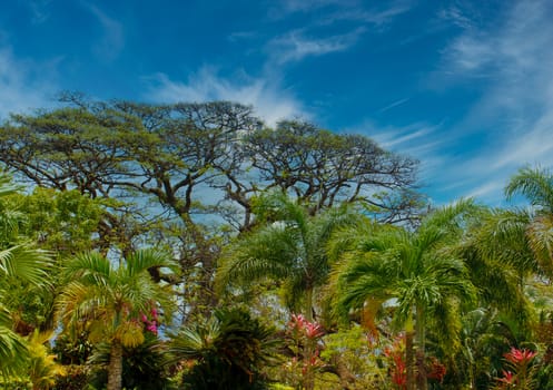 A massive old oak tree beyond tropical palms