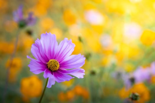  Beautiful Cosmos flowers in garden. Nature background.