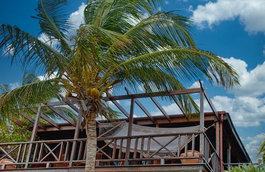 A hammock on a wood deck by a coconut plam tree