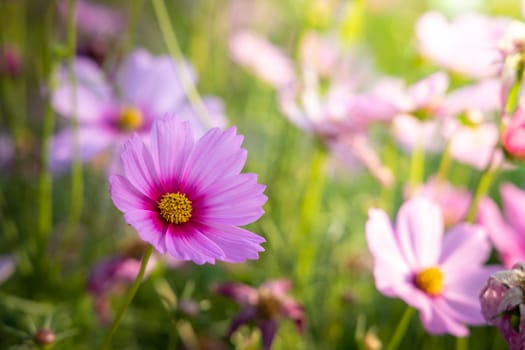  Beautiful Cosmos flowers in garden. Nature background.