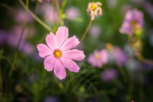  Beautiful Cosmos flowers in garden. Nature background.