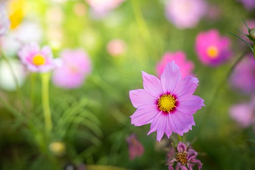  Beautiful Cosmos flowers in garden. Nature background.