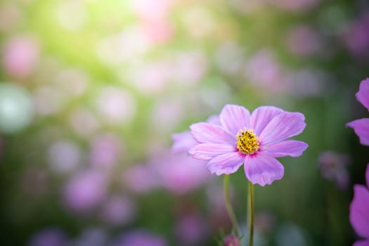  Beautiful Cosmos flowers in garden. Nature background.