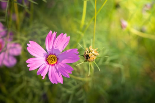  Beautiful Cosmos flowers in garden. Nature background.