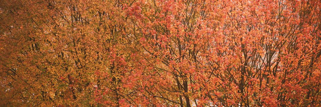 Full frame shot of tree growing outdoors