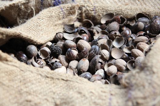 Nutmeg seeds in the caribbean.
