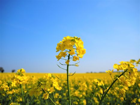 oil seed rape